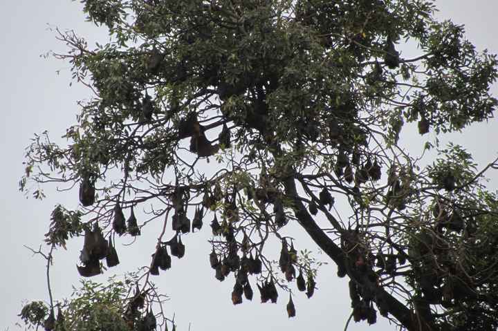 Árboles llenos de murciélagos