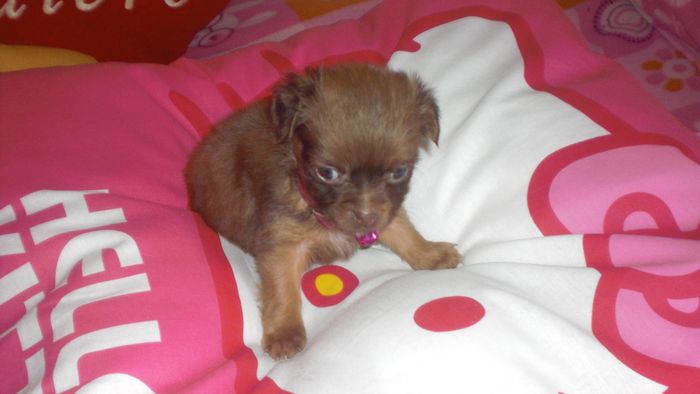 mi perrita trufa