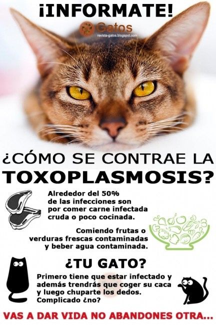 gatos y toxoplasmosis