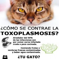 gatos y toxoplasmosis