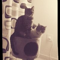 Nuestras mascotas!! - 1