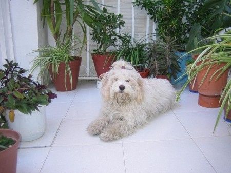 violeta
