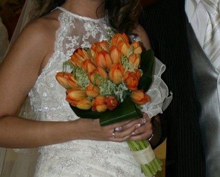 tulipanes 