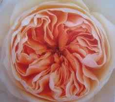 rosa inglesa