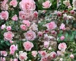 rosa de petimini