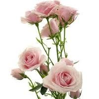 rosa de petimini