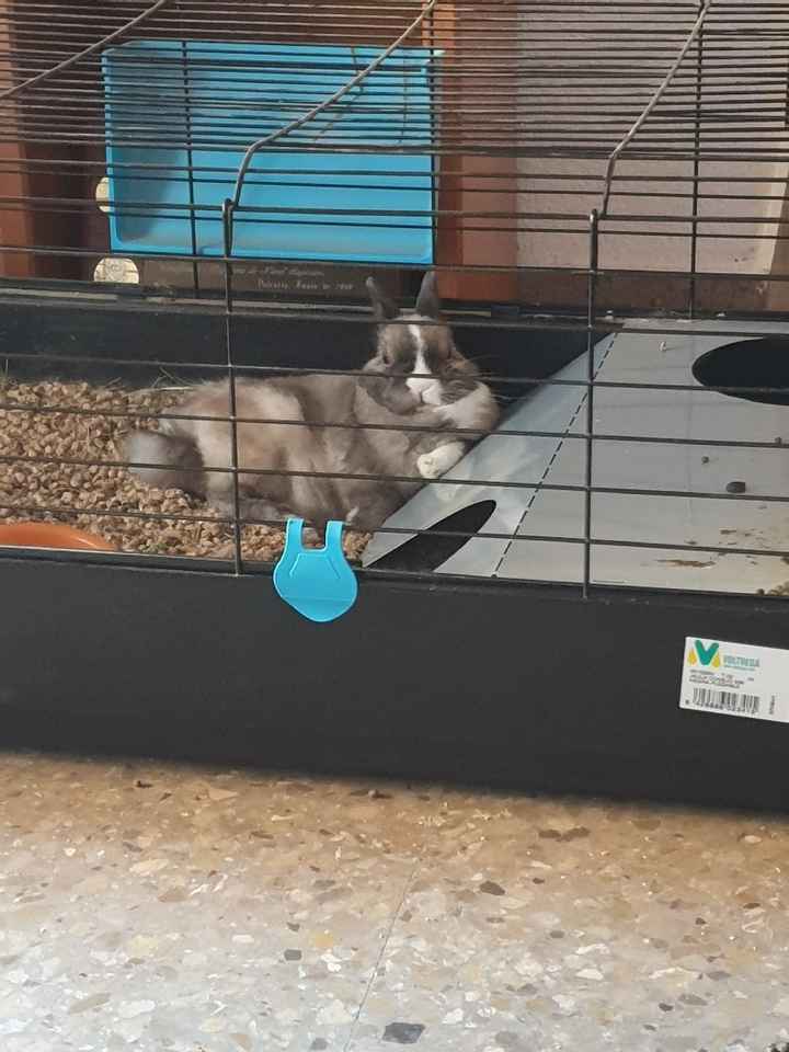 Mi perro llevará los anillos 🐶 - 1