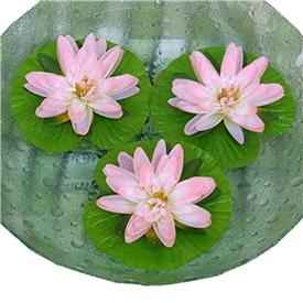nenufar flotante