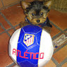 Beatriz
