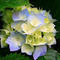 BLANCA