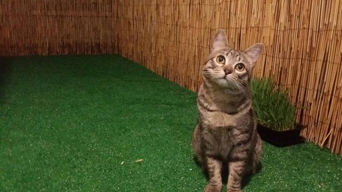 ¿Cómo se llama vuestra mascota? - 1