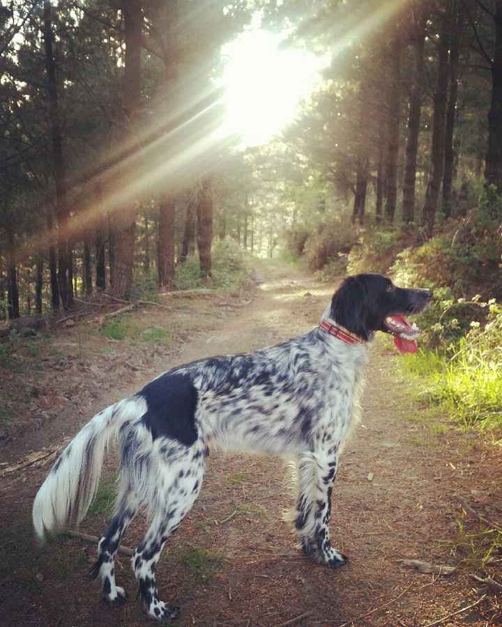 Dónde dejar al perrillo🐶 - 1