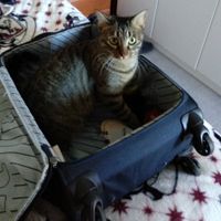 Gatos elegantes - 1