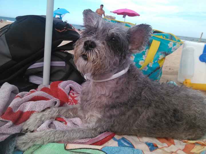 Nuestras mascotas!! - 1
