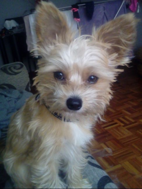 mi bebe