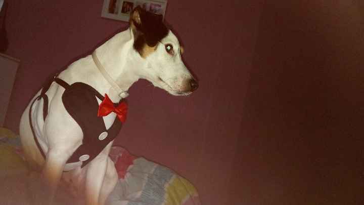 Mi perrete ya esta preparado pa la boda - 1