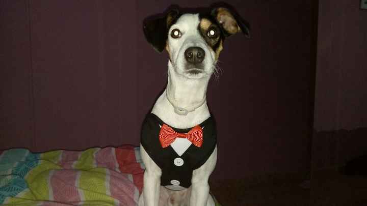 Mi perrete ya esta preparado pa la boda - 2