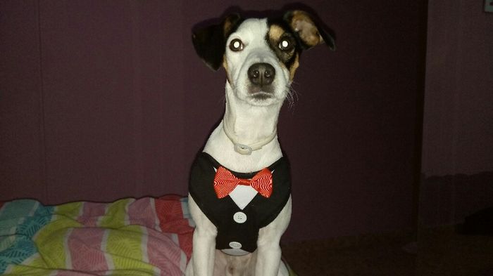 Mi perrete ya esta preparado pa la boda - 2