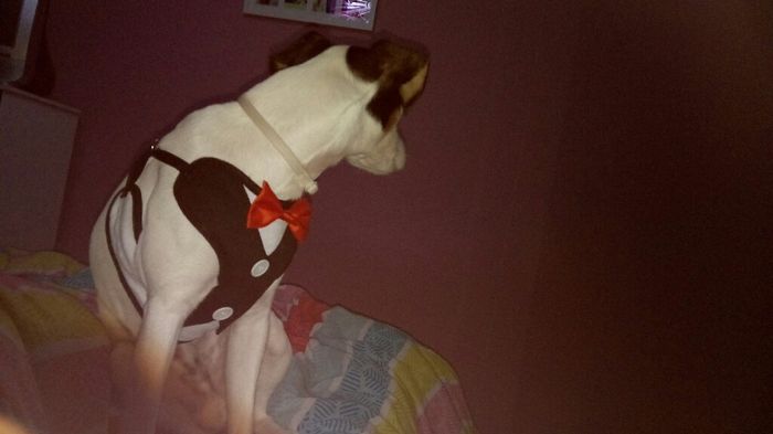 Moda nupcial...perruna - 1