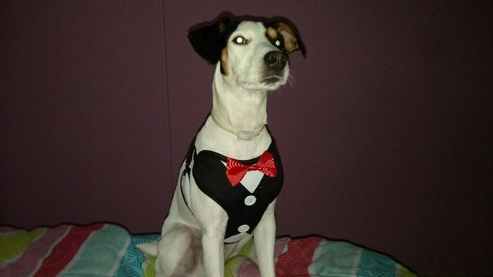 Moda nupcial...perruna - 2