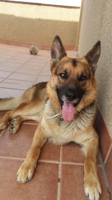 Preboda con nuestras mascotas??? - 3