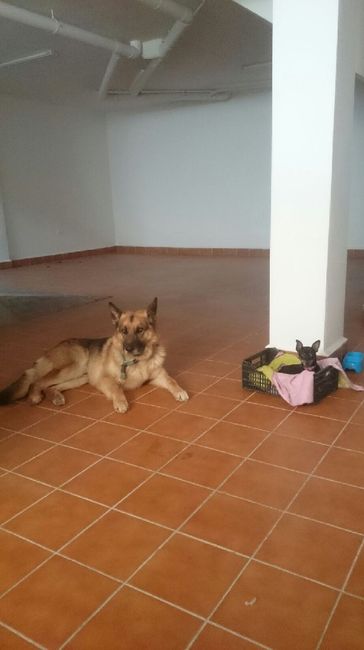  Cuantas quereis que os acompañe vuestro perrihij@!!! - 2