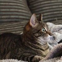 Mascotas en casa: ¿sí o no? - 1