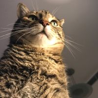 Mascotas en casa: ¿sí o no? - 1