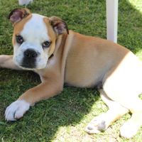 Rufo!