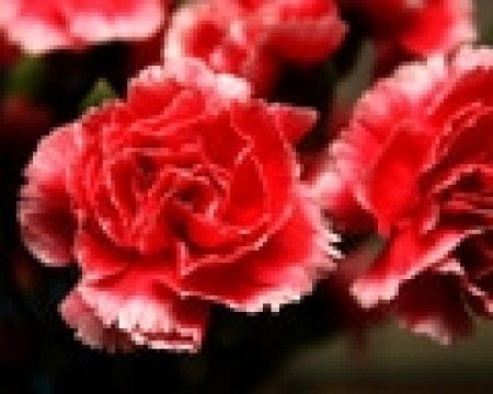 Flores de todo el año: clavel