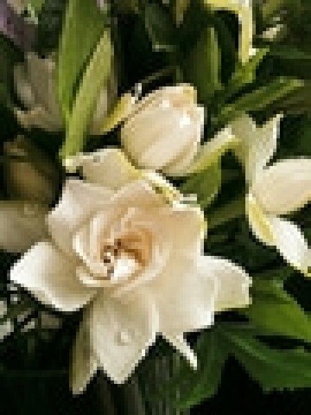 Flores de todo el año: gardenia