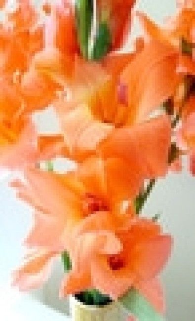 Flores de todo el año: Gladiola