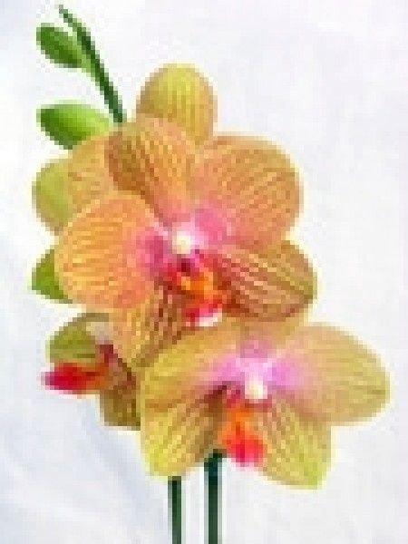 Flores de todo el año: orquídea