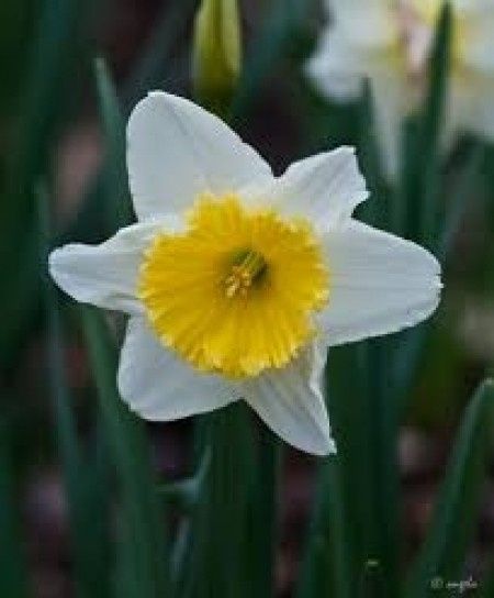 Flores de primavera: narciso