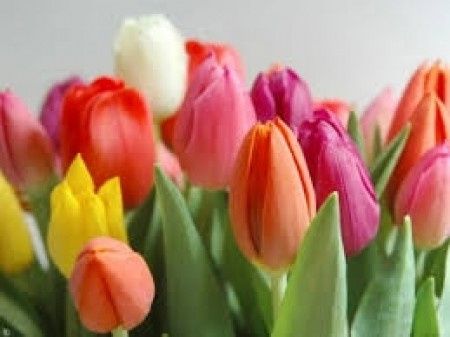 Flores de primavera: tuliopan