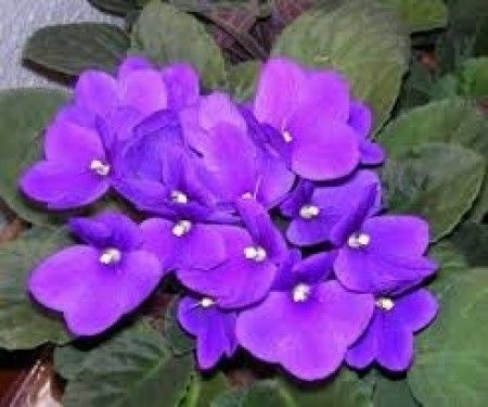 Flores de primavera: violeta