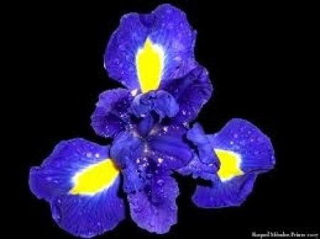 Flores de verano: iris