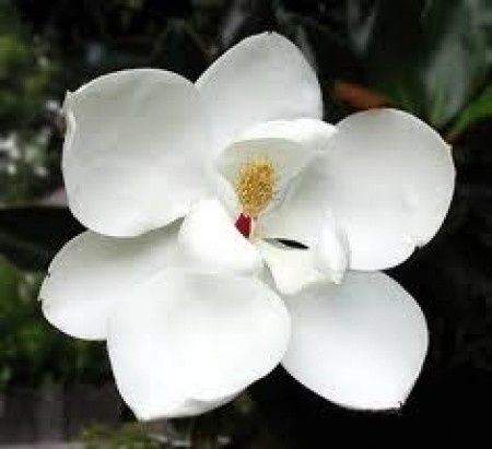 Flores de verano: magnolia