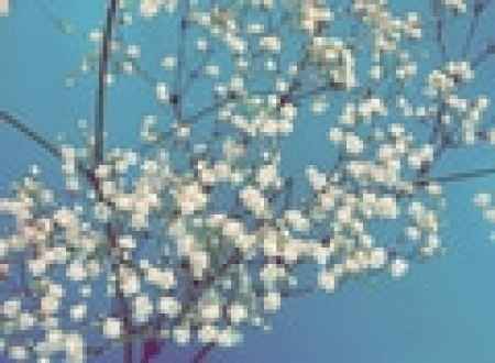 Flores de todo el año: Nube o gypsophila