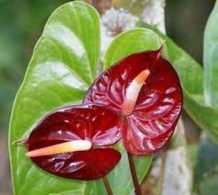Flores de primavera: anturios