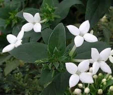Flores de primavera: bouvardilla