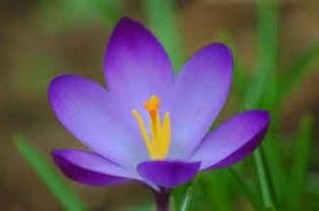 Flores de primavera: crocus