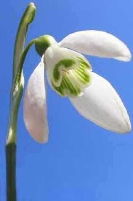 Flores de primavera: galanthus