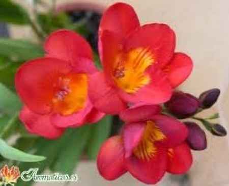 Flores de verano: freesias