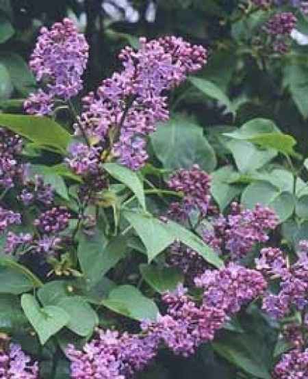 Flores de verano: lilas