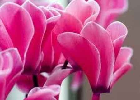 Flores de otoño: cyclamen