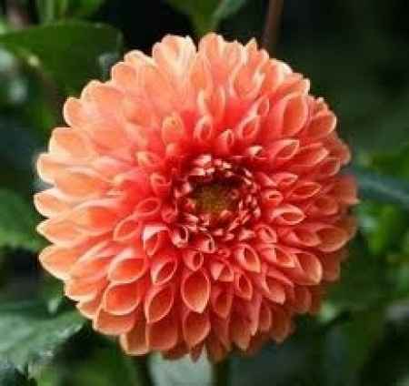 Flores de otoño: dalia