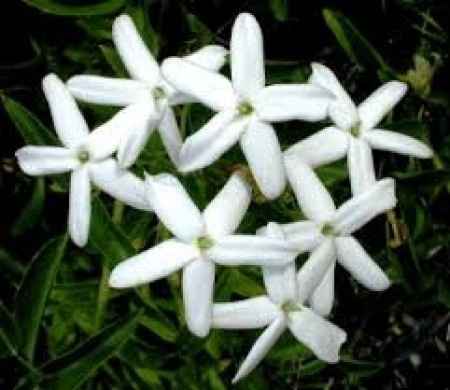 Flores de verano: jazmin