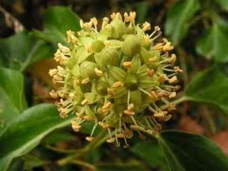 Flores de otoño: hiedra