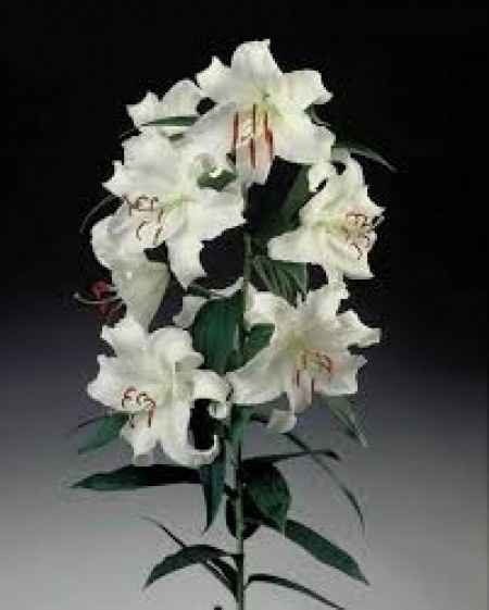 Flores de invierno: casablanca